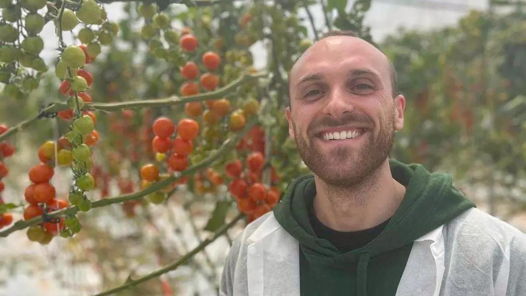 A man in fornt of a tomat plant. Photo.