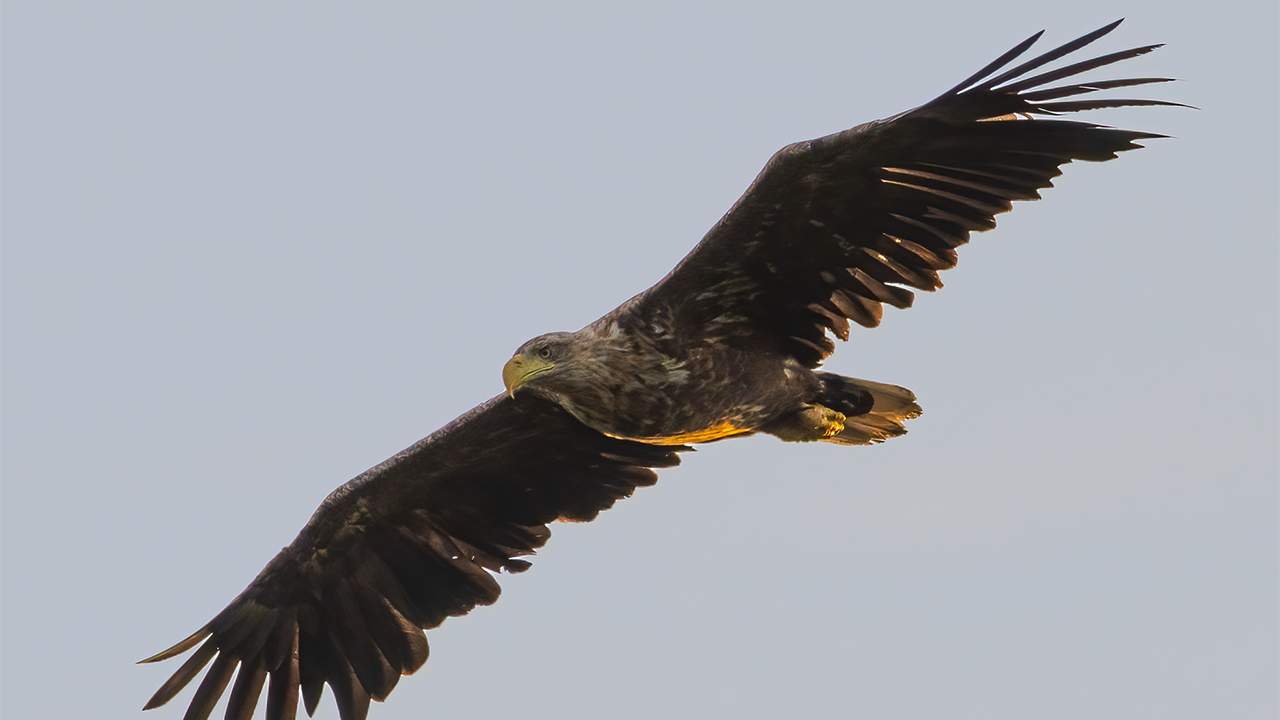 Stor fågel med utbredda vingar mot blå himmel. Foto