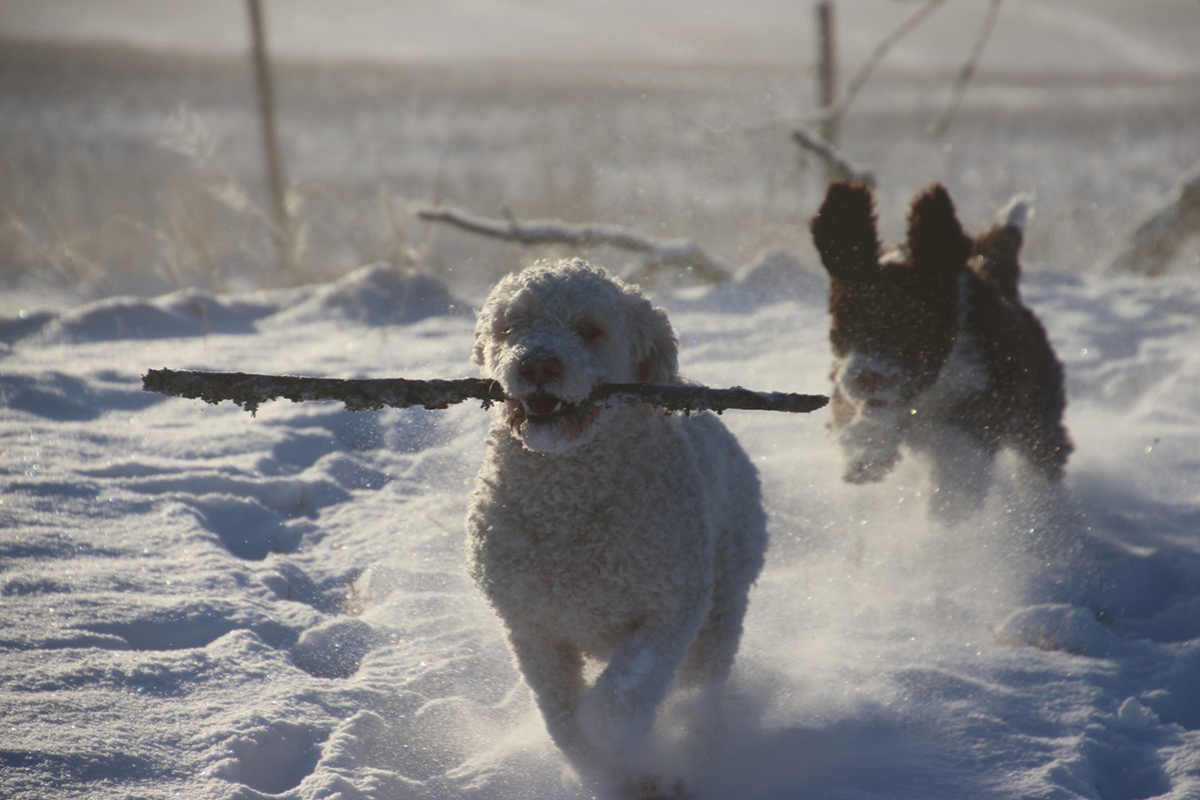 Hundar som springer i snö.