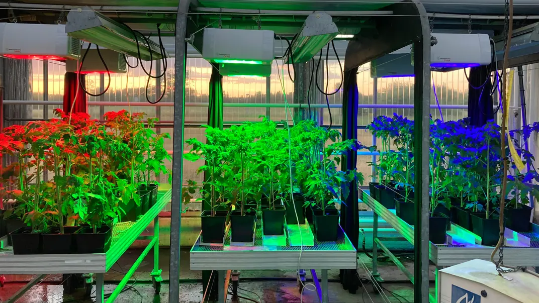 Tomatplantor belyste med olika ljusfärger. Foto.