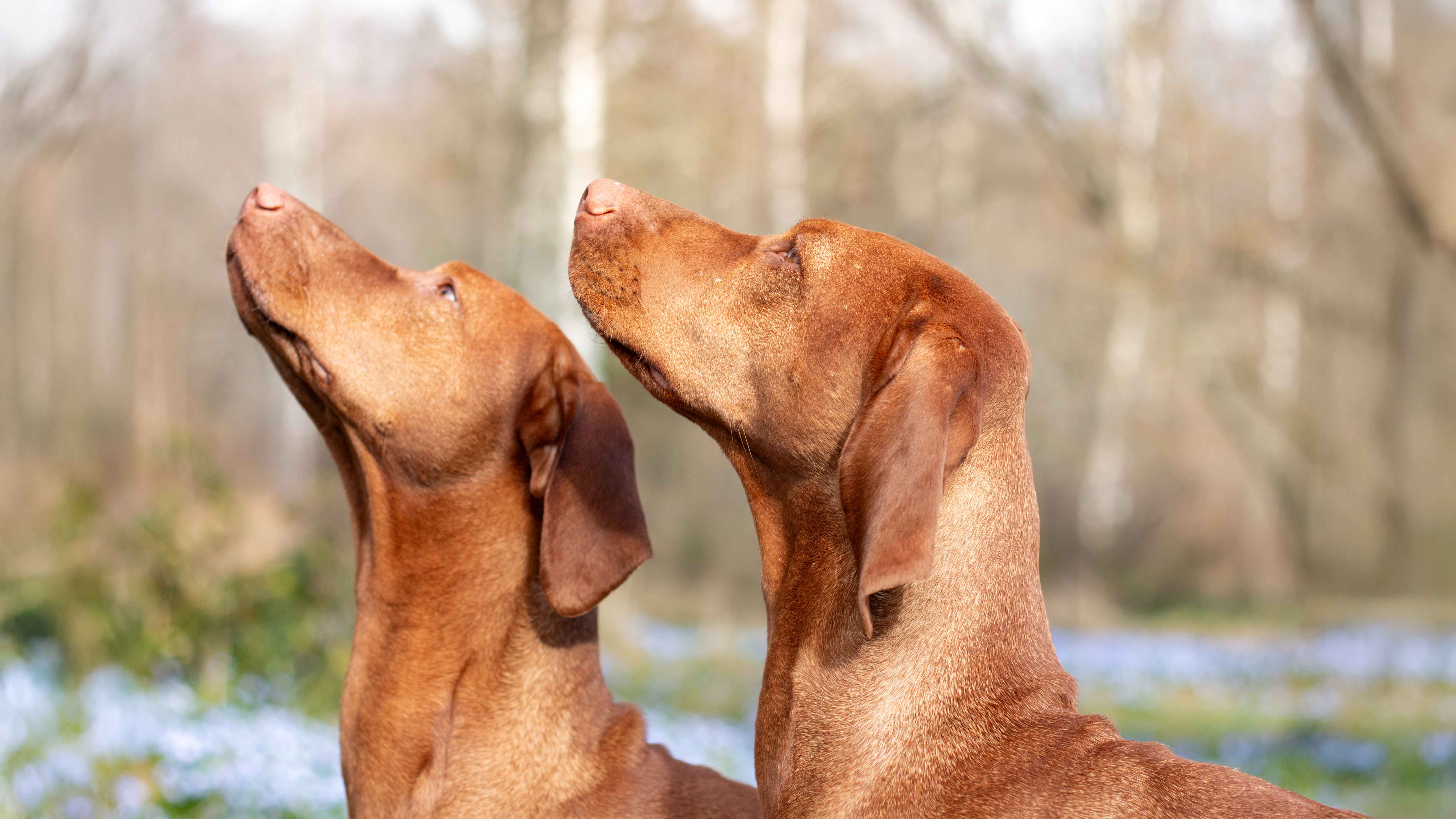 Foto av två hundar av rasen ungers vizsla utomhus en vårdag.