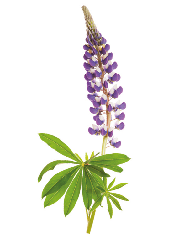 Bild av långsmal blomställning med små blå blommor placerade tätt ihop i toppen.