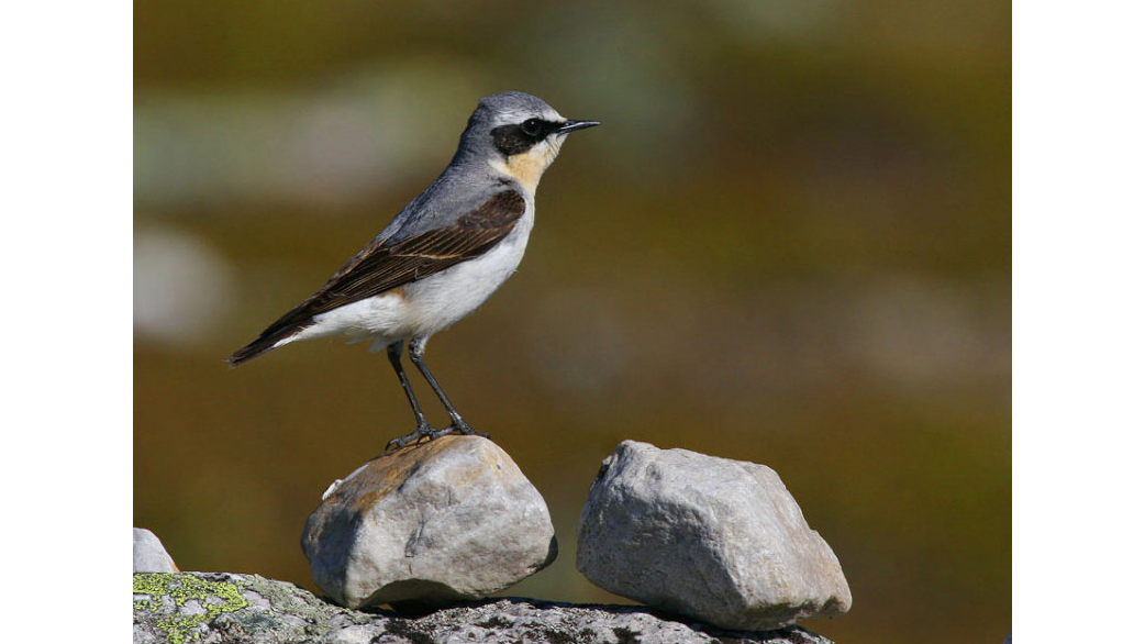 Liten fågel står på sten. Foto