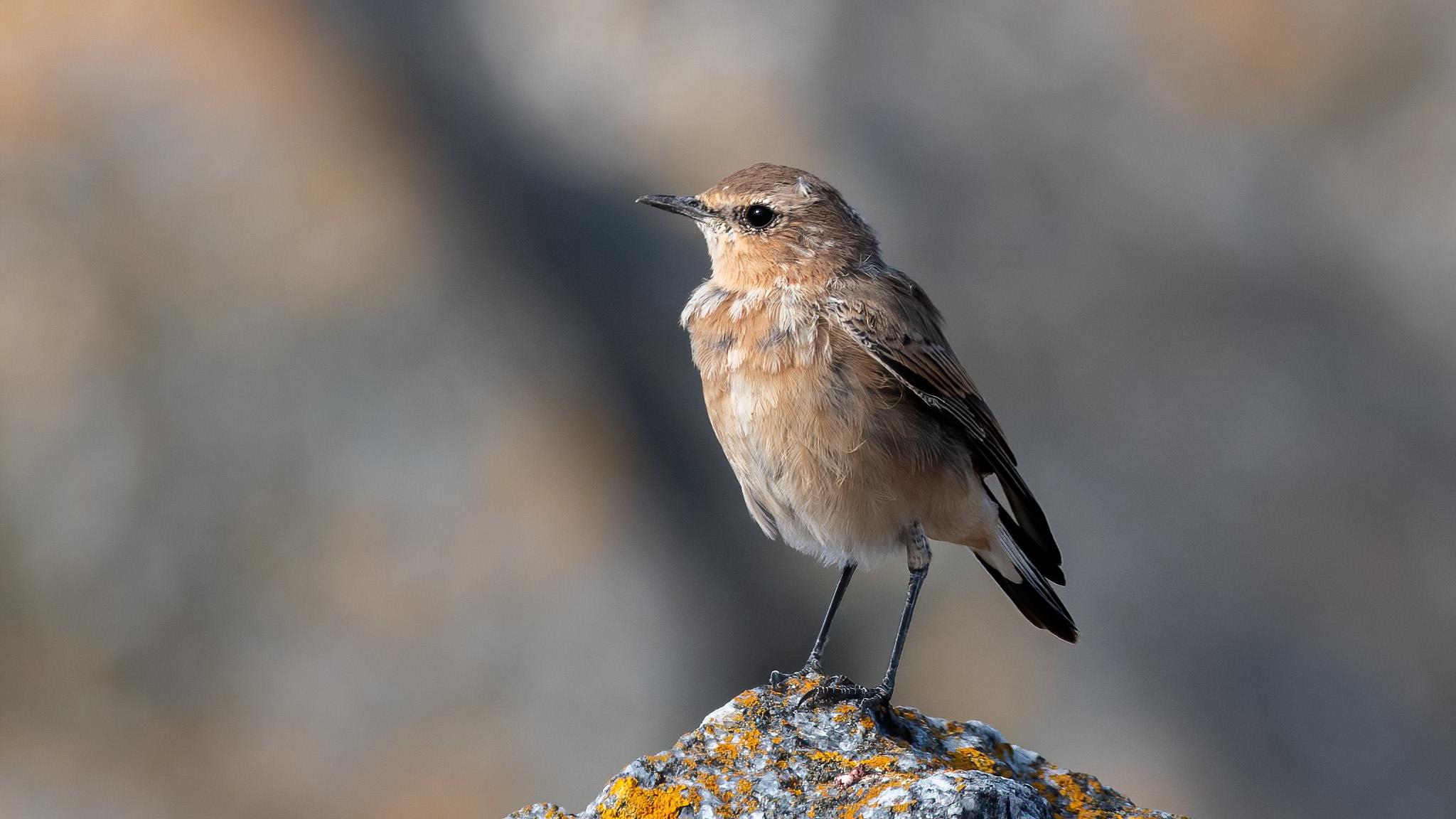 Svart, grå och ljust orange-brun fågel sitter på klippa. Foto
