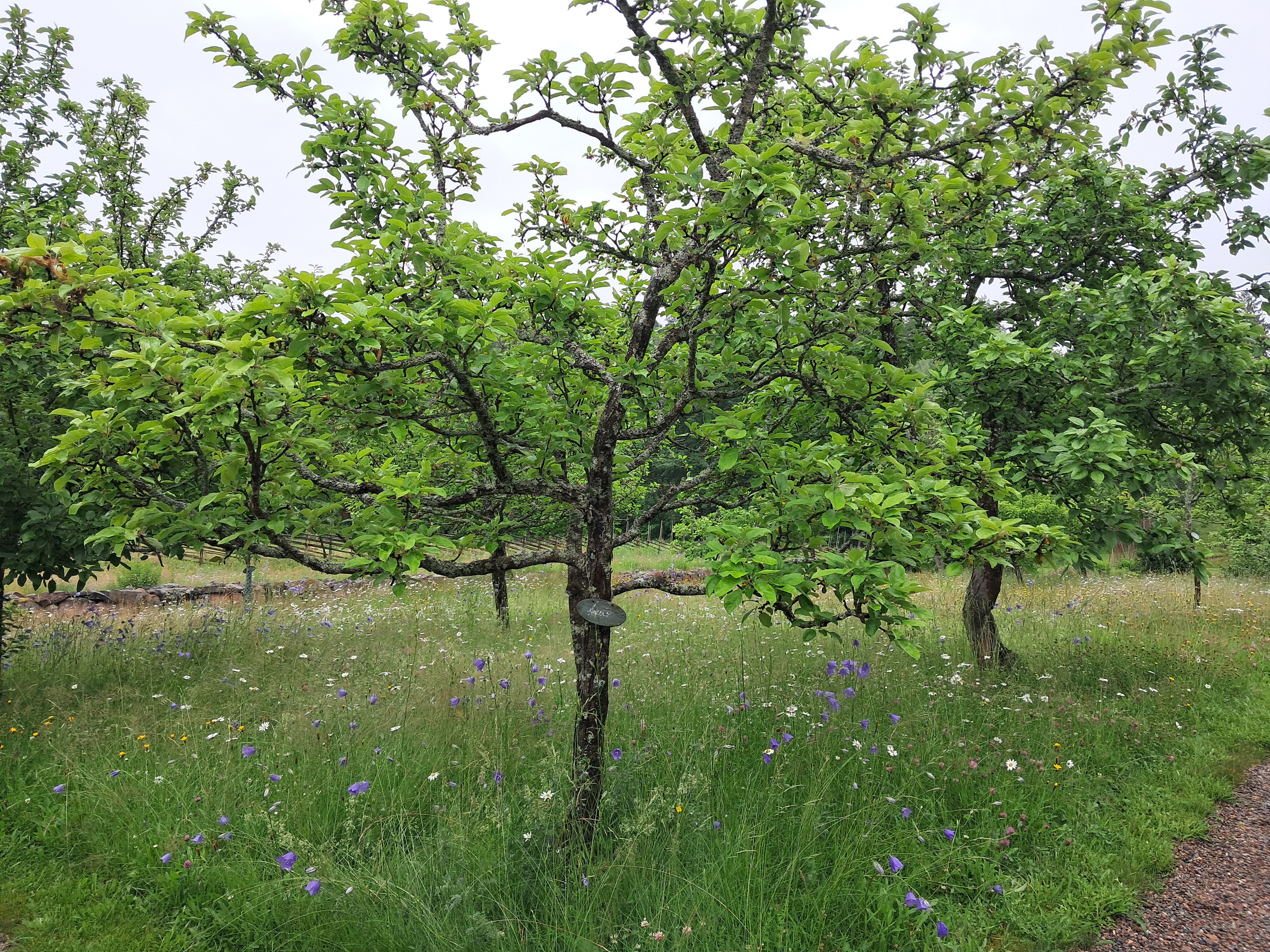 I förgrunden ses ett fruktträd som står i en gräsmatta med högt gräs. I bakgrunden ses flera andra fruktträd. 