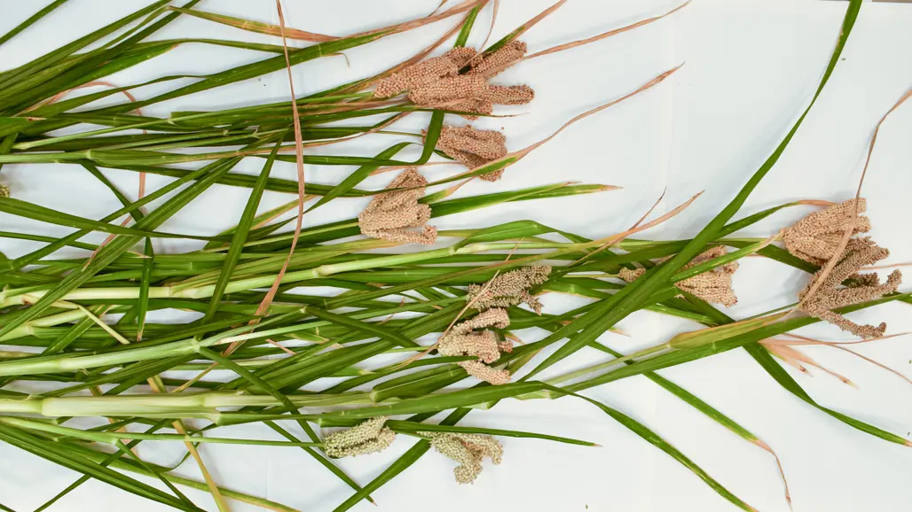 Finger millet on a table. Photo.