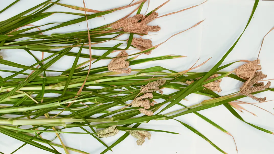 Finger millet on a table. Photo.