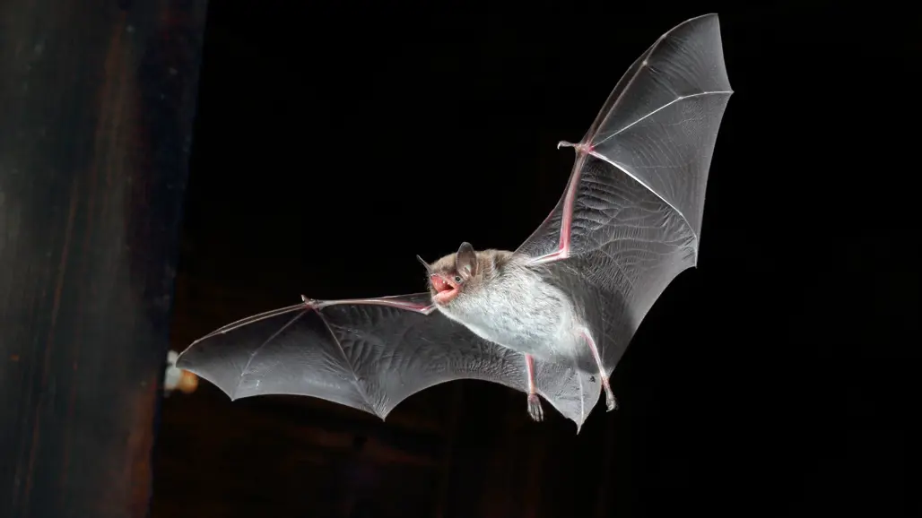 Flygande fladdermus med utsträckta vingar i mörker. Foto