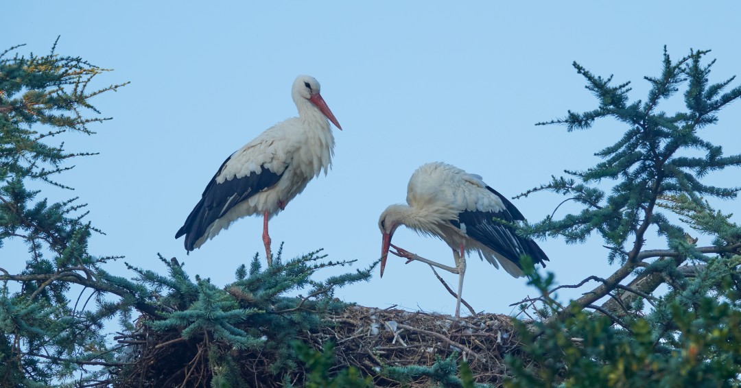 Två stora vita fåglar med långa ben. Foto