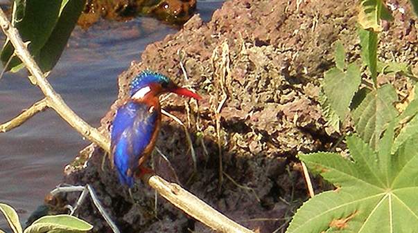 Kingfisher Photo: Anders Malmer