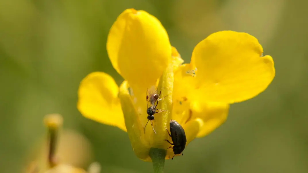 Two insects on a yellow flower. Photo.