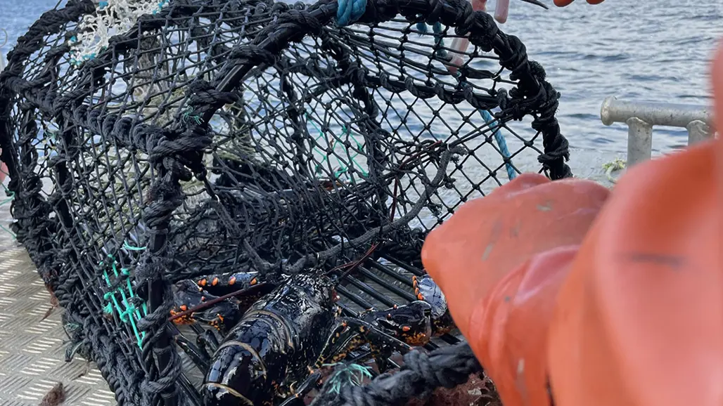 Hand som plockar ut hummer ur tina