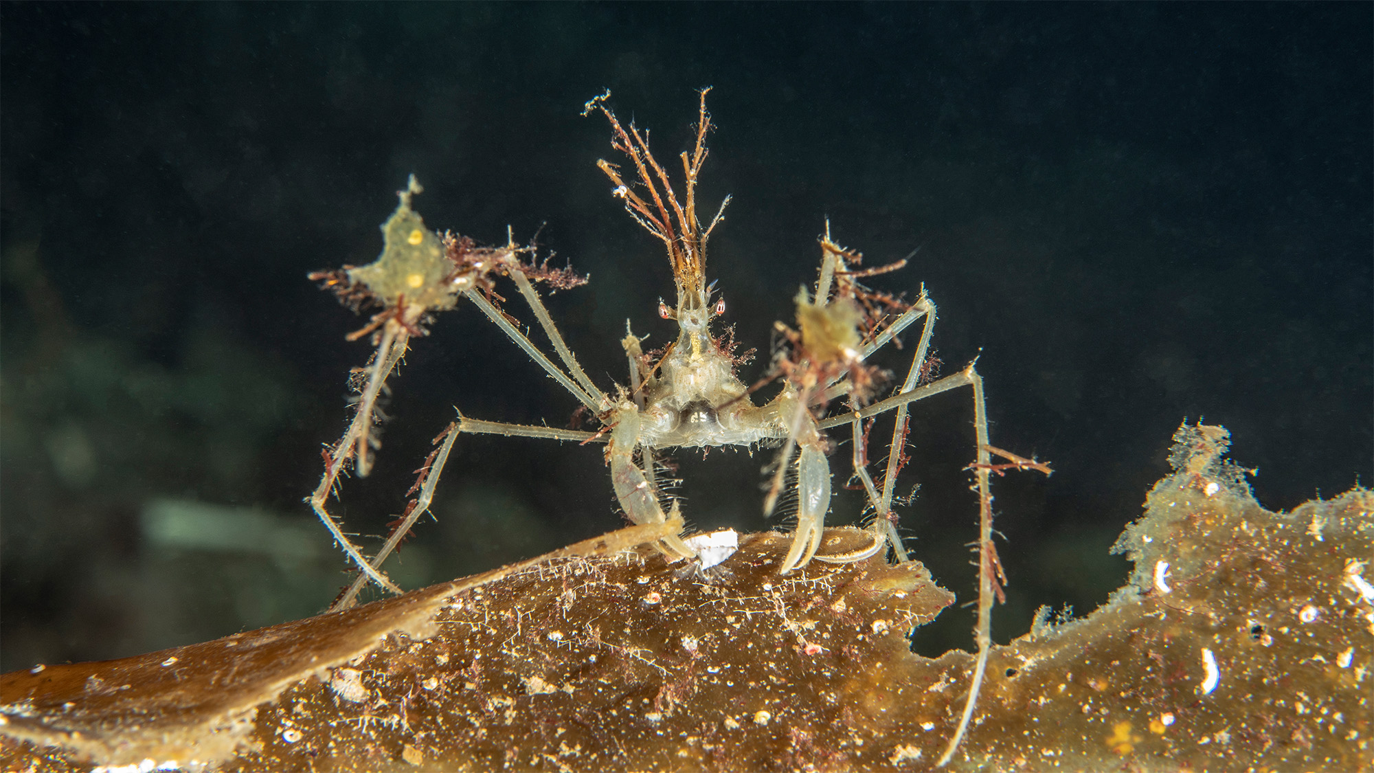 Gulbrun spindelkrabba med påväxt klättrar på en algklädd sten i mörkt undervattenslandskap. Foto