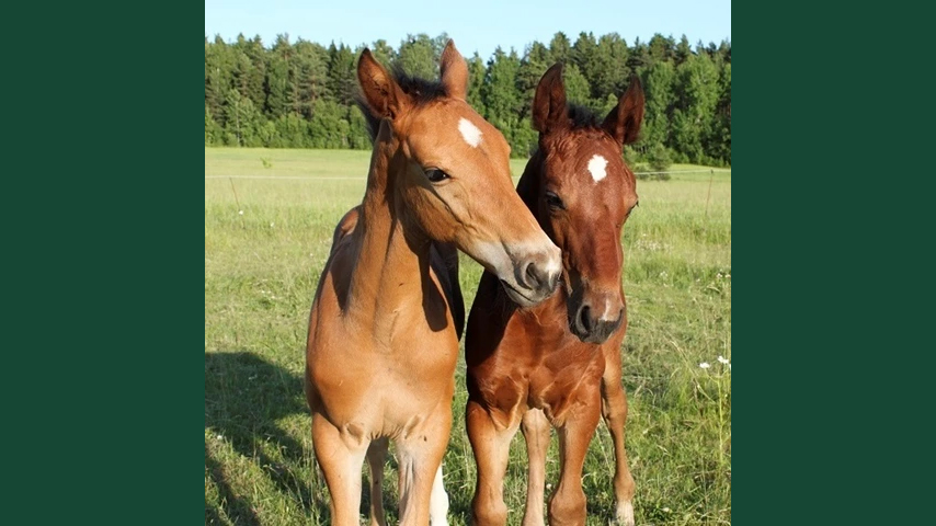 Foto av två föl utomhus i en gräshage.