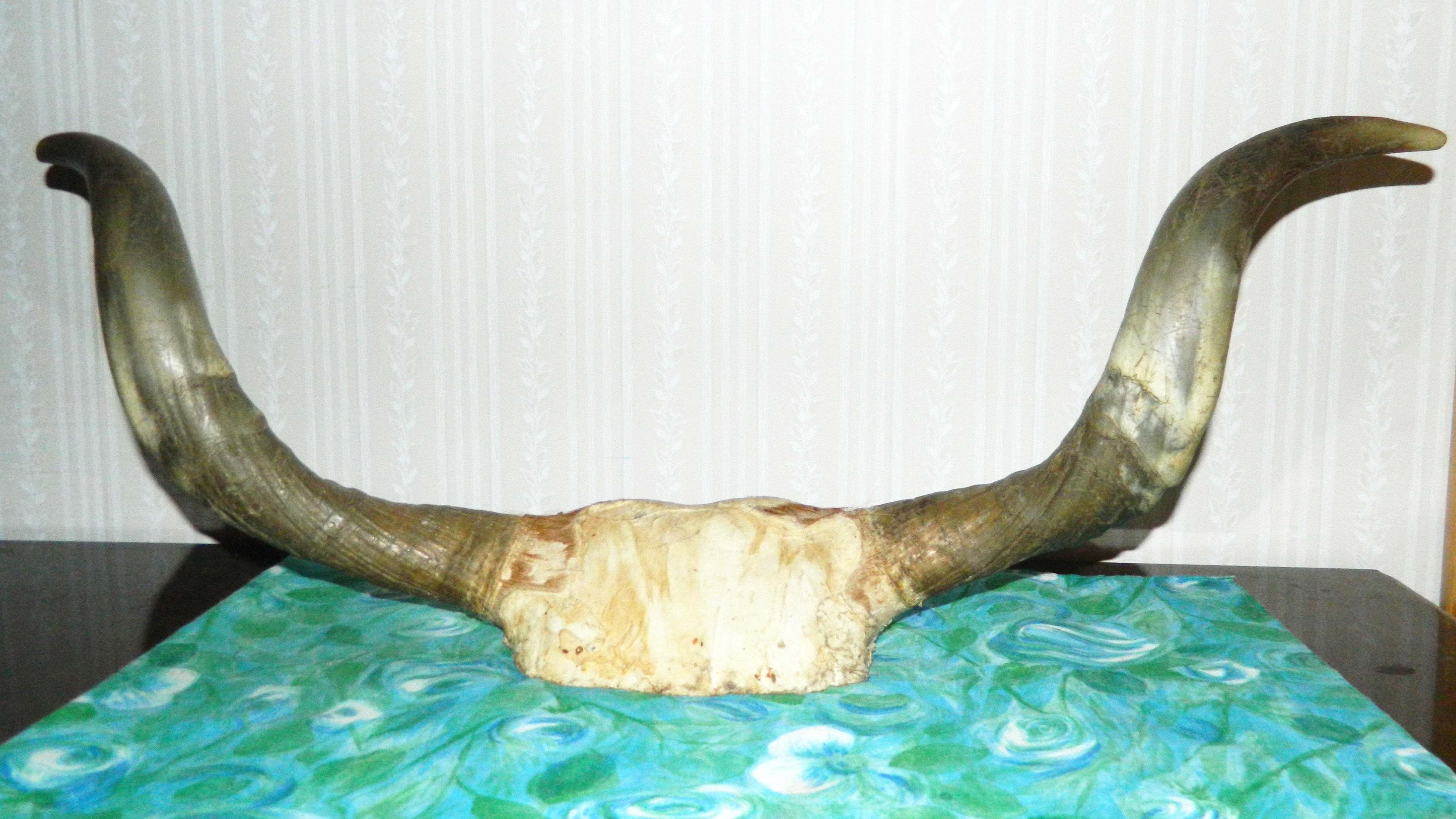 Horn från en ko. Foto.