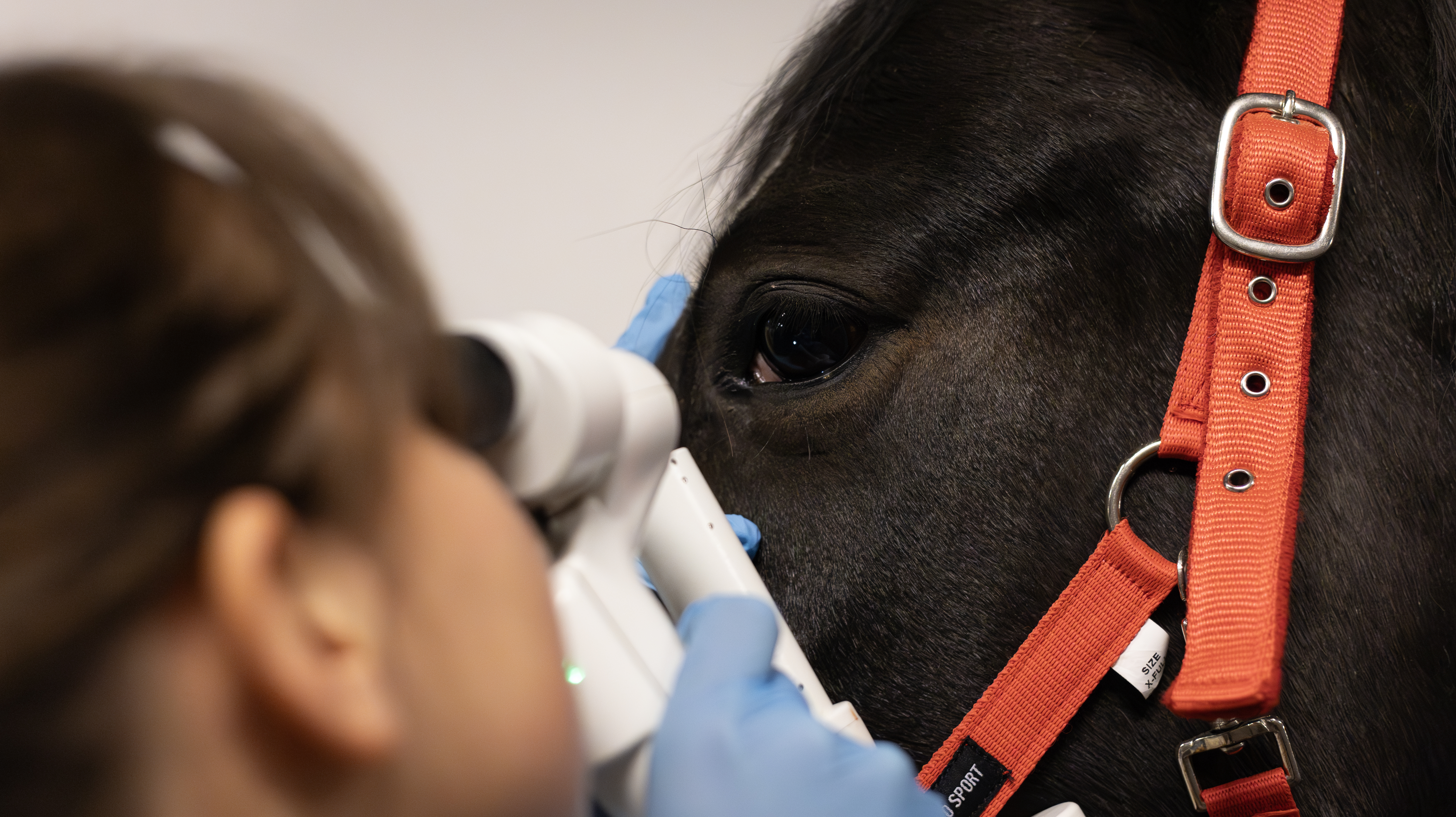Foto av en kvinna iklädd veterinärkläder (Hanna Holmqvist, SLU) som lyser en ögonlampa mot en häst ståendes i stallgång.
