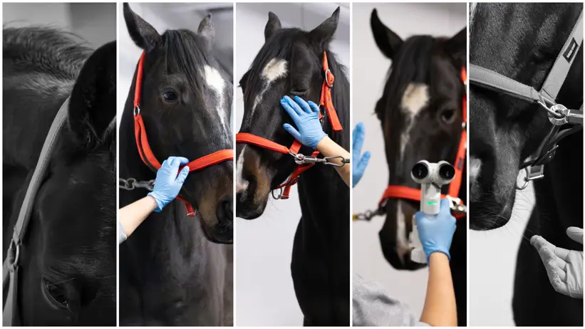 Kollage med flertalet bilder av en häst som blir undersökt av en ögonspecialiserad veterinär.