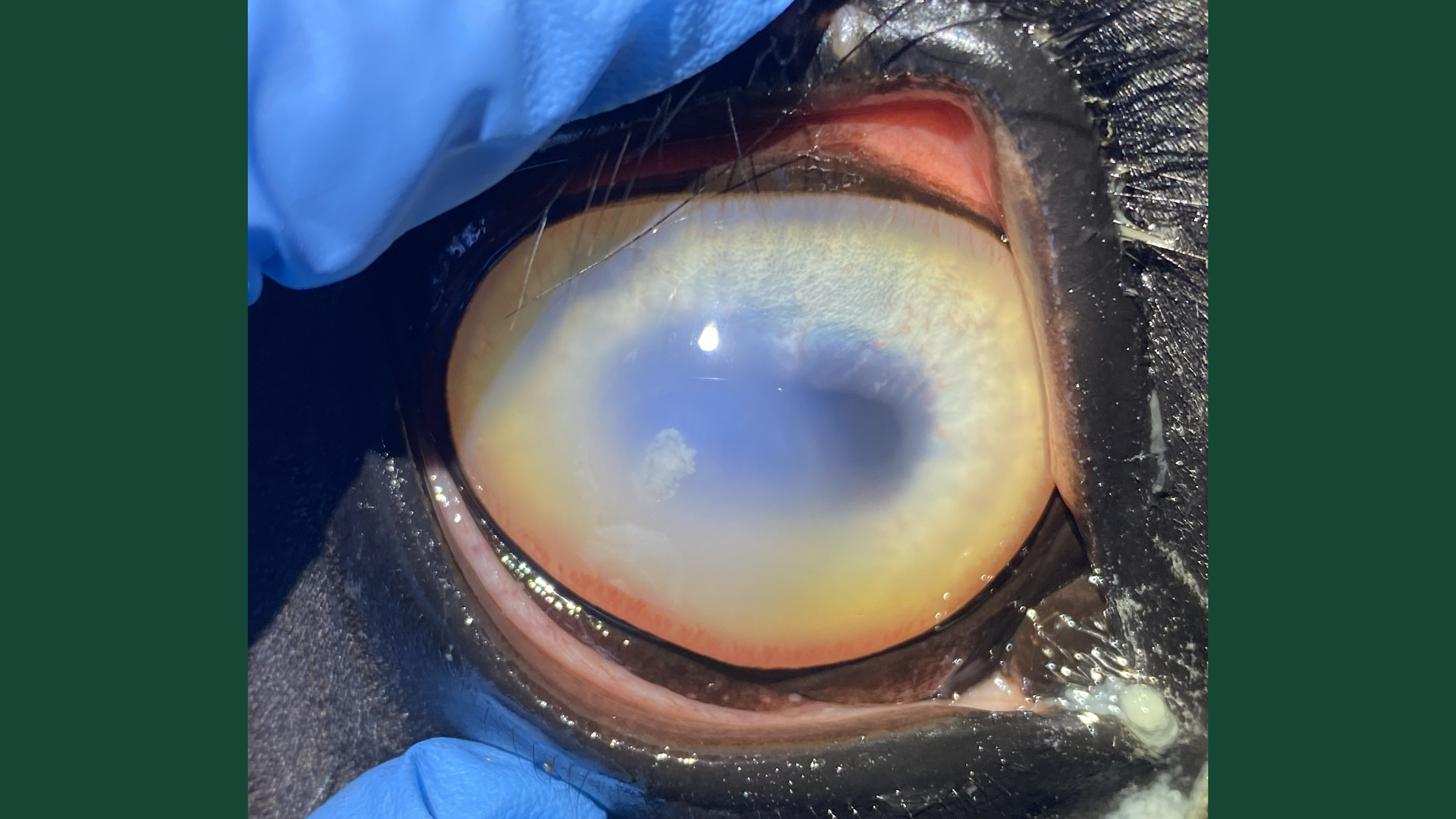 Foto av ett hästöga med hornhinnesår.