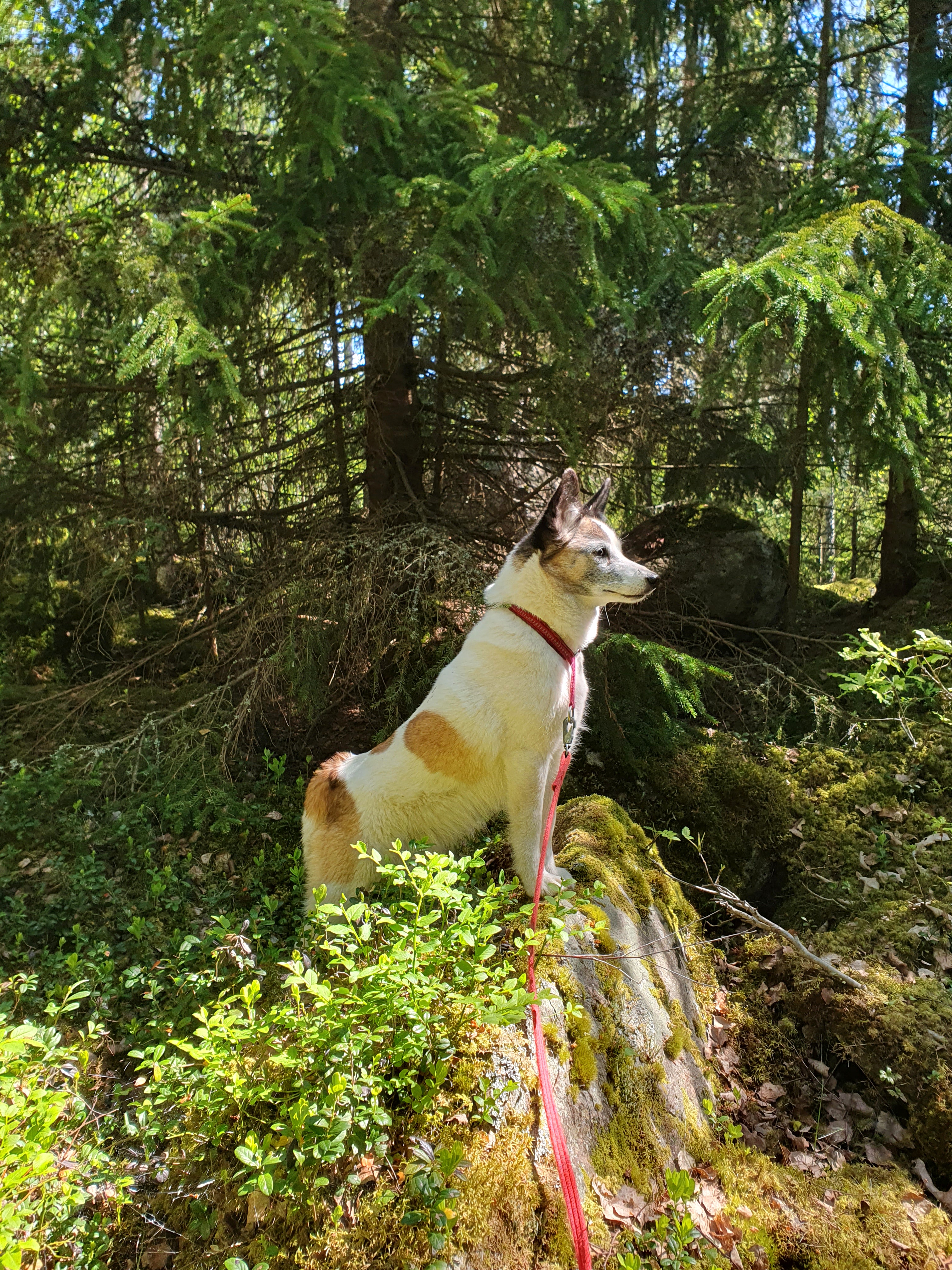 Vit hund med bruna fläckar som står på ett stenblock i skogen. Foto.