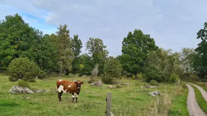 Brun-vit kviga i naturbeteshage. Foto.