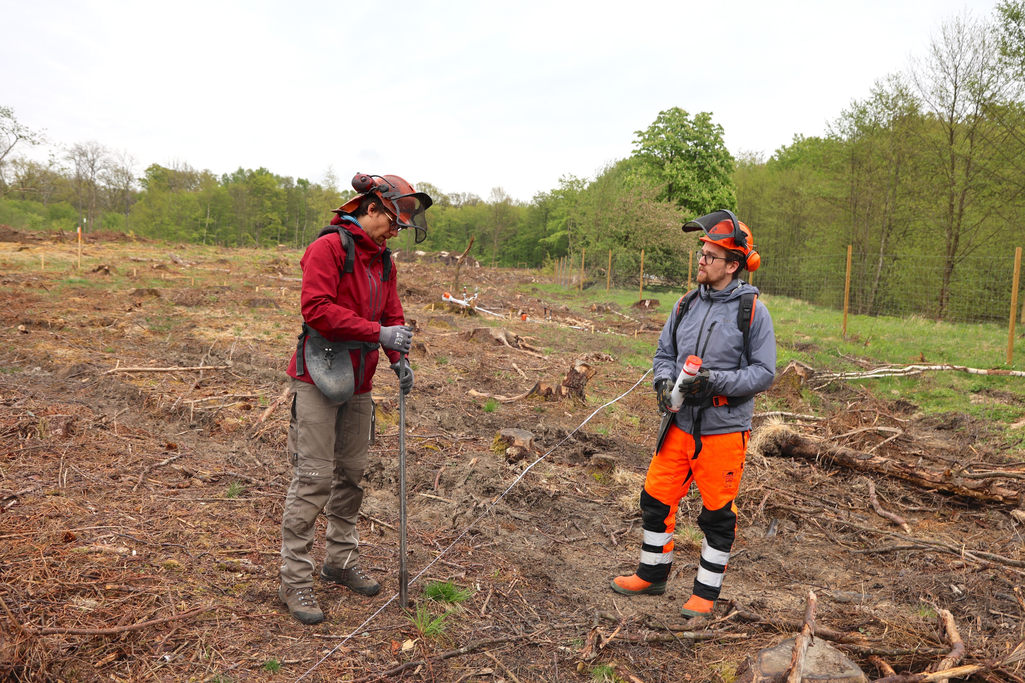 Two men in an experimental forest
