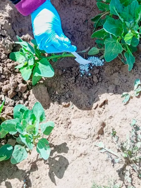A hand with a blue glove applies small white beads with a spoon to the soil under a plant. Photo.