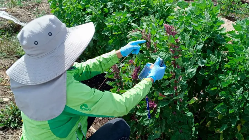 A woman crouching by plants with a measuring device in her hand. Photo.