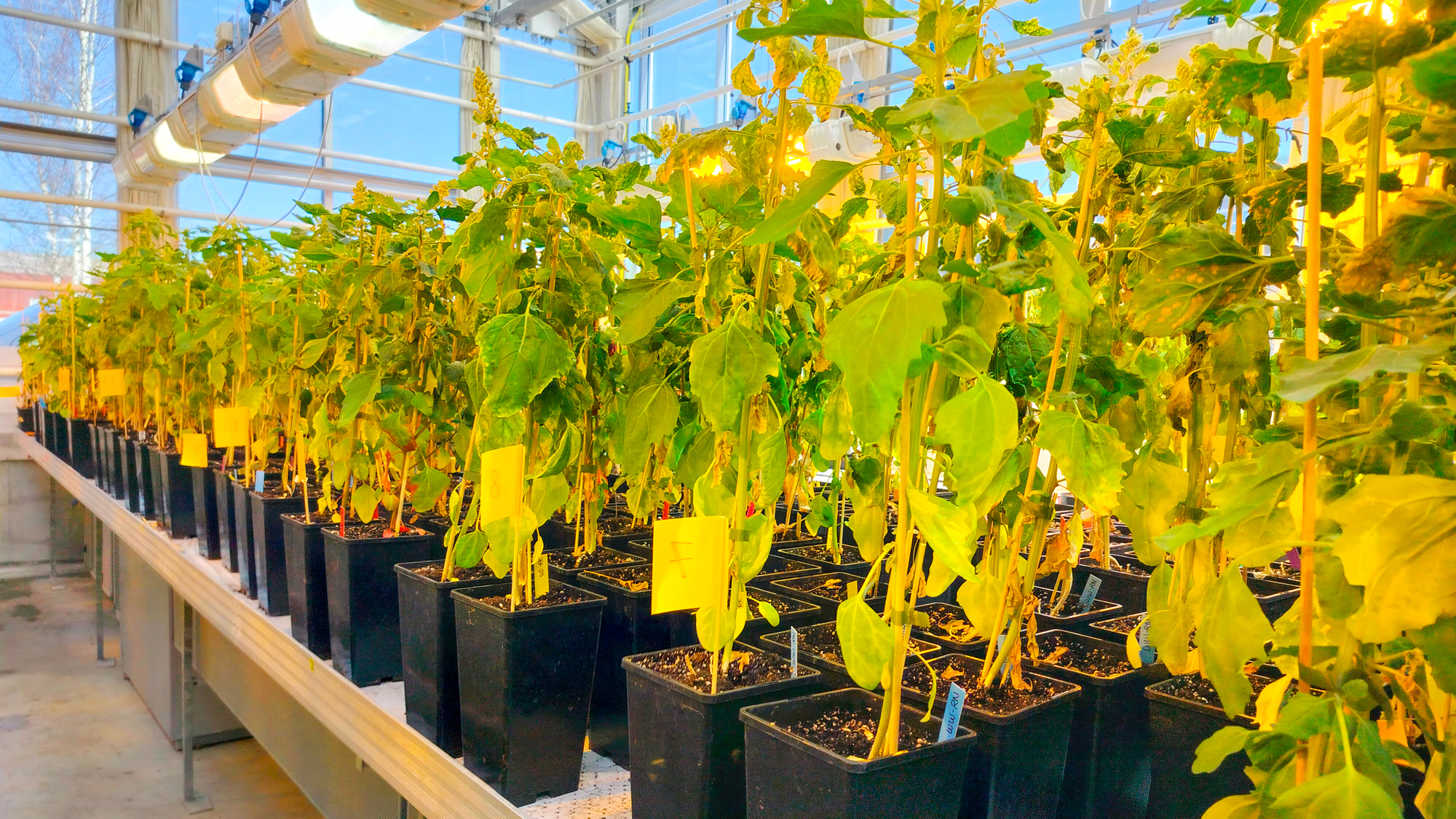Plants in pots in a greenhouse. Photo.