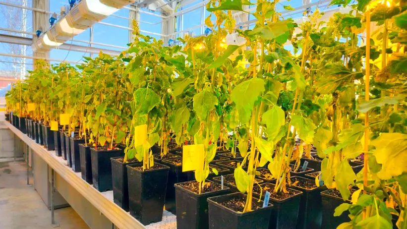 Plants in pots in a greenhouse. Photo.