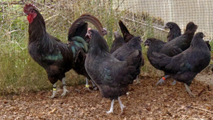 Photo of hens pecking outdoors in soil.