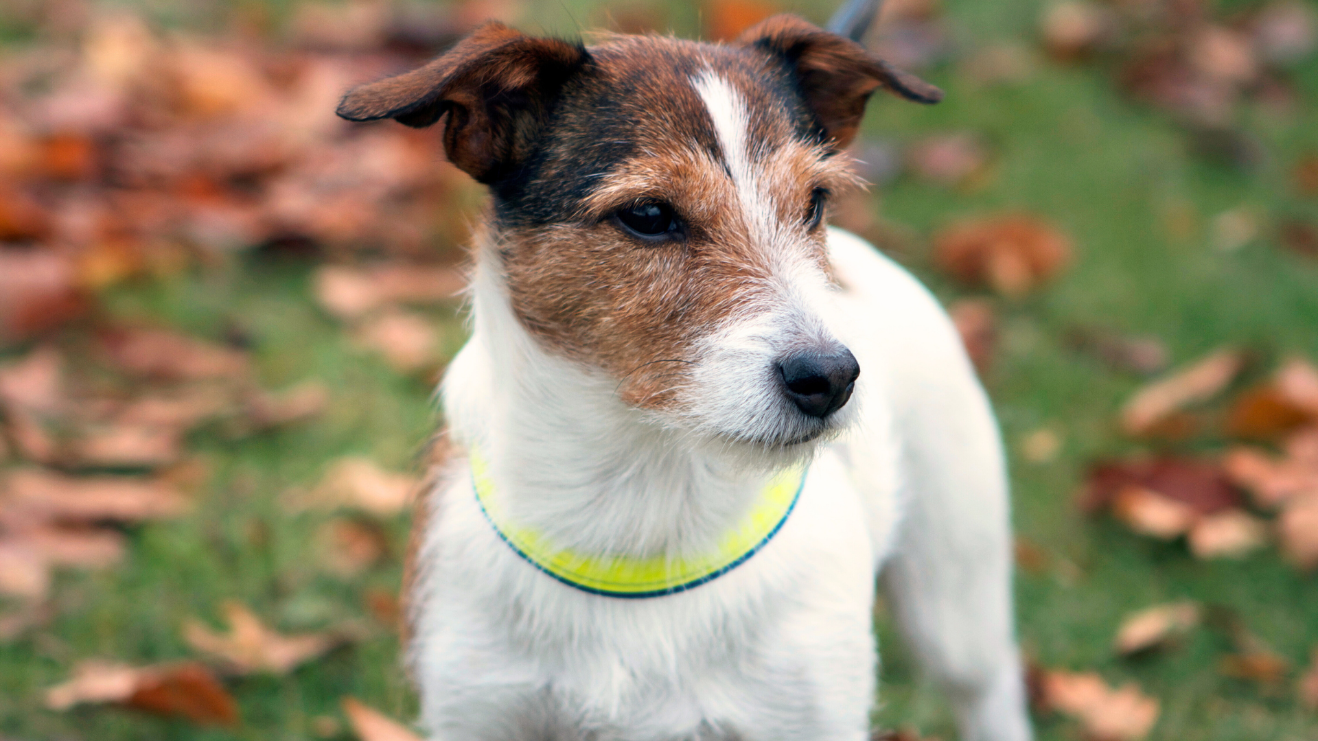 Hund med vit och brun päls som kollar mot vänster. I bakgrunden syns en grön gräsmatta och bruna höstlöv.