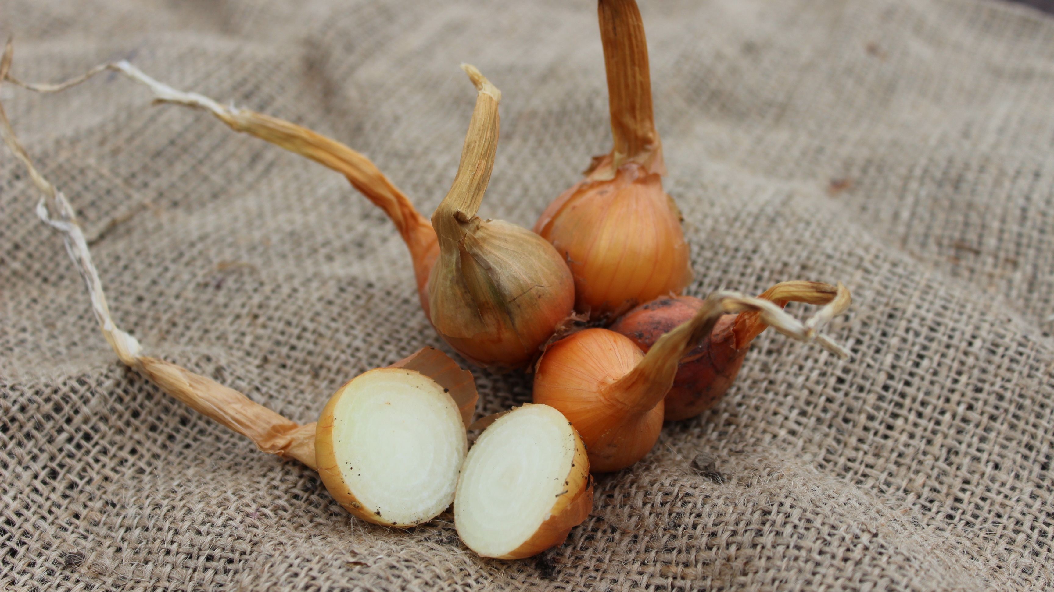 Skördad potatislök ligger på juteväv. 