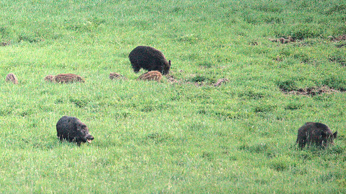 Vildsvin på åkermark