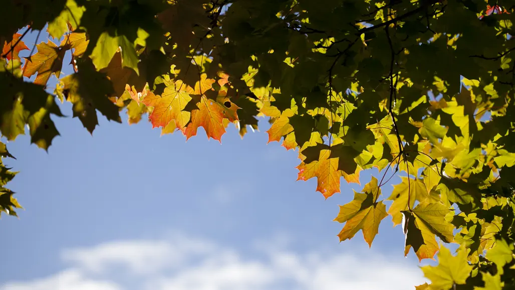 Photo of maple leafs and sky.