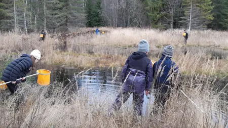 En grupp med barn håvar i vatten