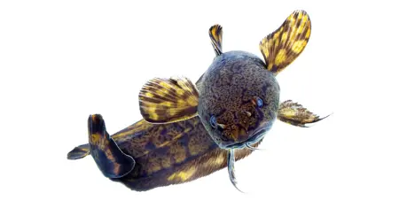 Fisken lake (Lota lota)