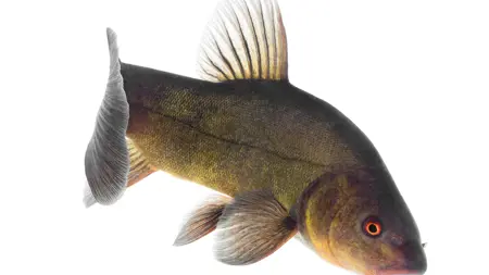 Sutare (Tinca tinca)