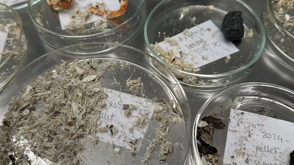 Petriskålar med prover