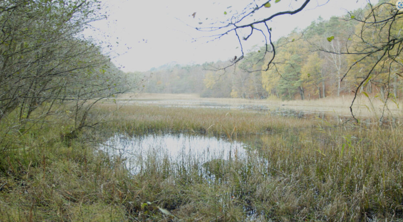 En våtmark som är omgiven av lövträd. Ett dis ligger över vattenytan. 