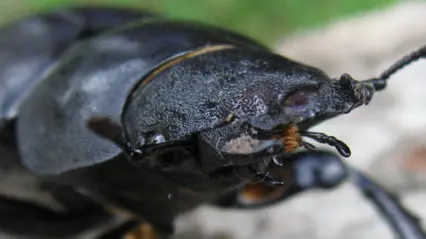 Close-up of a black stag beetle crawling on a rocky surface. The insect is in focus, showing its antennae and shiny exoskeleton.