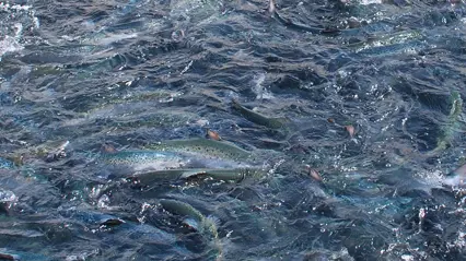 Close-up of a school of farmed fish in an aquaculture tank. The water is rippling from the fishes' movements, and several shiny fish bodies are visible just below the surface.