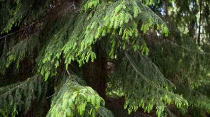 Close-up of spruce branches in the forest. Bright, newly sprouted light green needles contrast with the older, dark green ones. The branches hang gently in layers against a shaded background of dense forest vegetation.
