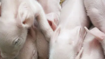 Newborn piglets lie closely together in a trough, with pale pink skin and closed eyes. Photo.