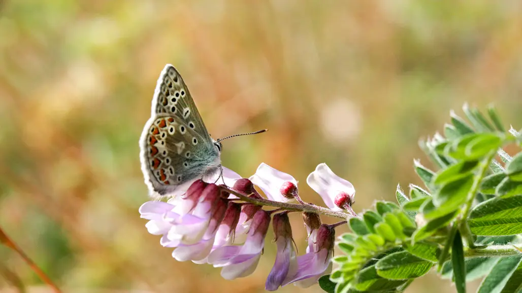 Close up on a butterfly on a Fabaceae plant with pink flowers. Photo.