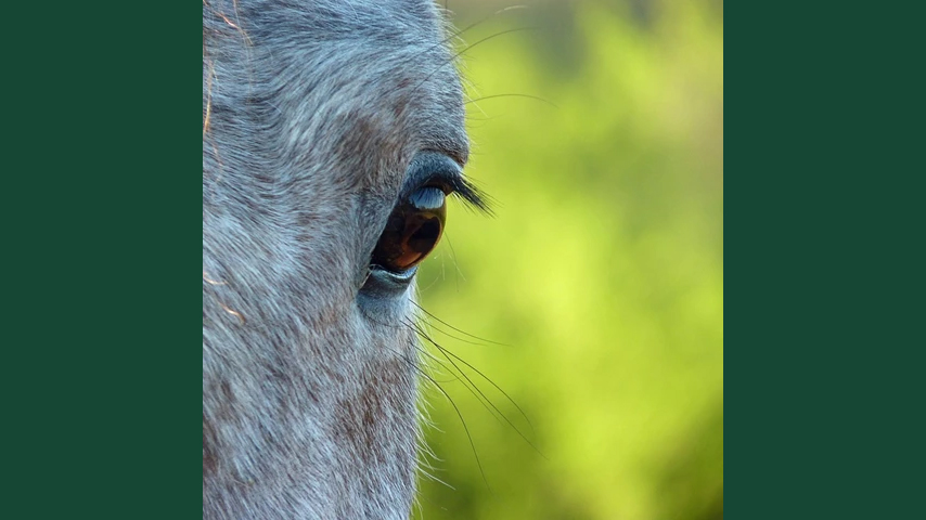 Foto av ett hästöga mot grön bakgrund i form av sommarmiljö.