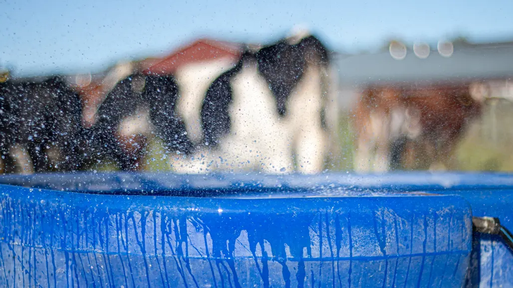 cows-outdoor-by-water-trough