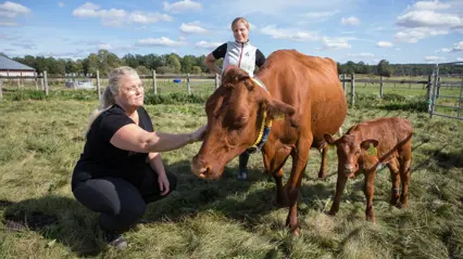 Women squatting to pet a cow. The cow is standing in the pasture with her calf.
