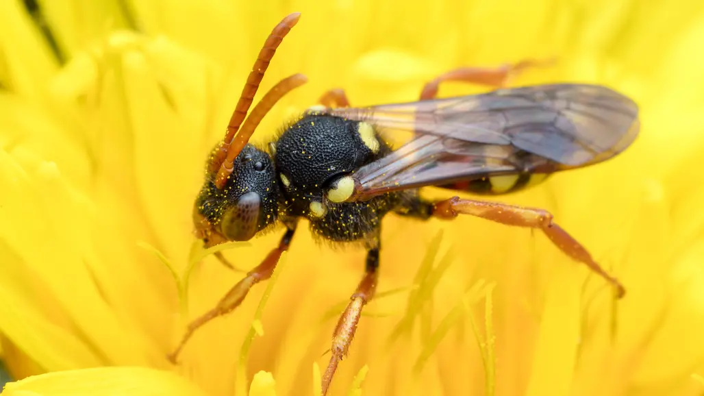Bi i närbild sitter i gul blomma Foto