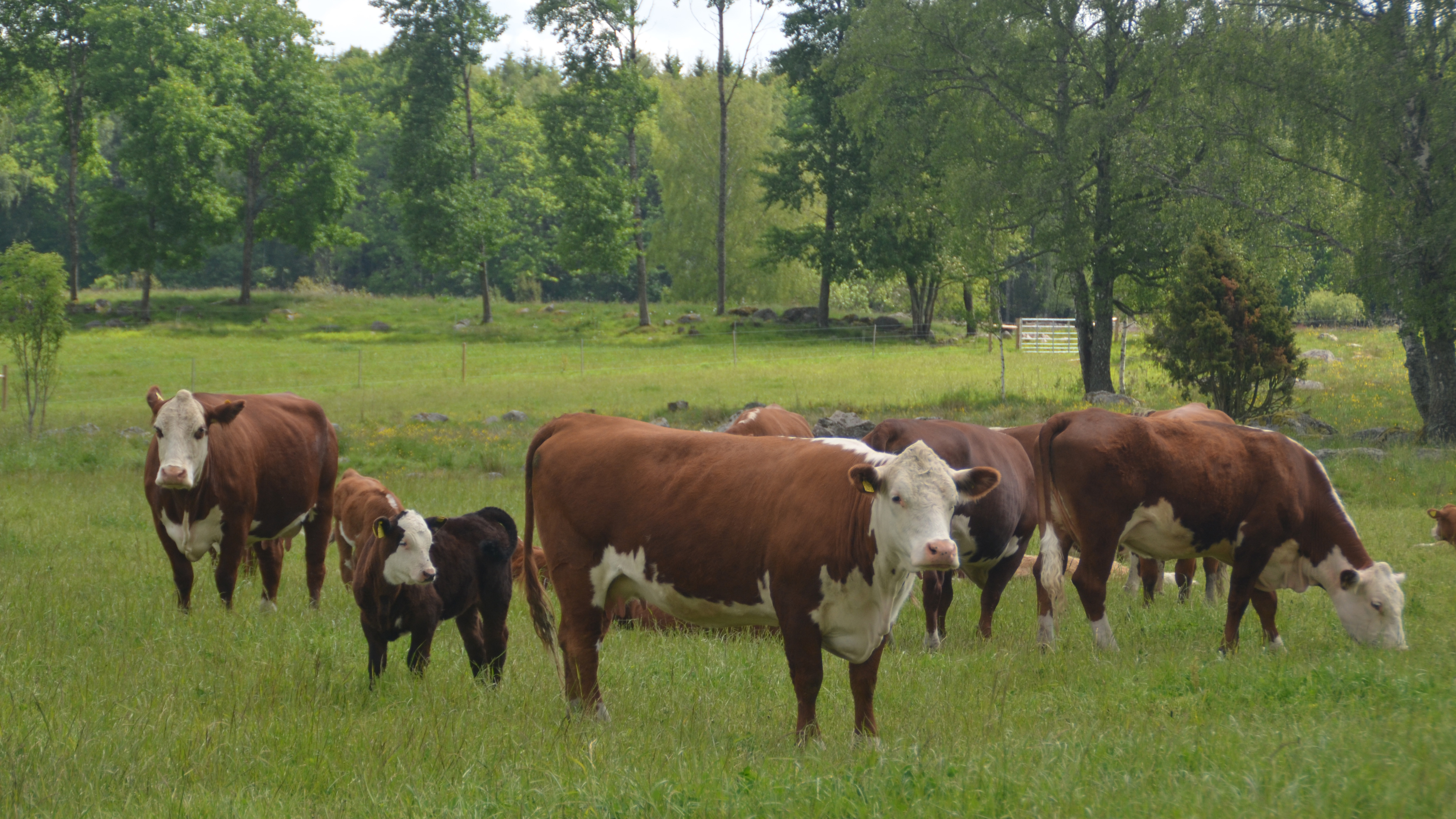 En flock Hereford kor med kalvar ute på bete.
