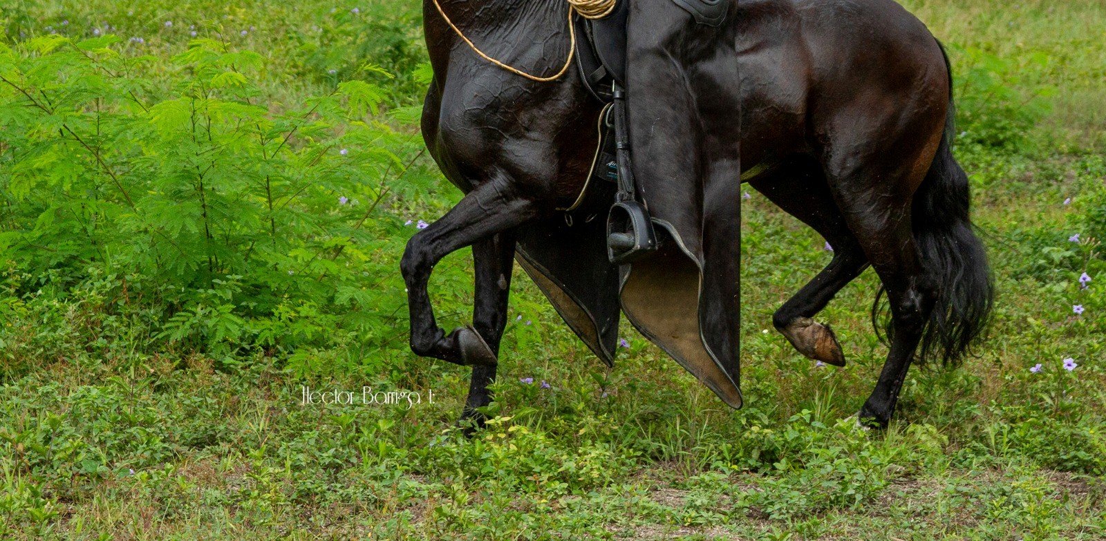Photo of a horse's legs with a rider moving through tall grass, lifting their knees high.